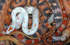 John Cancalosi: Corn snakes, Pantherophis guttatus, various captive