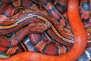 John Cancalosi: Corn snakes, Pantherophis guttatus, various captive
