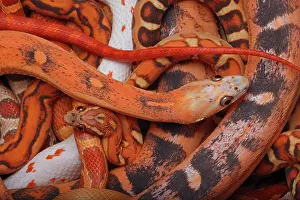 John Cancalosi: corn snakes, Pantherophis guttatus, Various captive