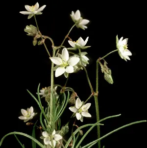Arvensis: Corn spurrey
