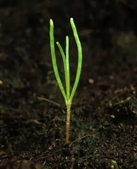 Weed: Corn spurrey seedling