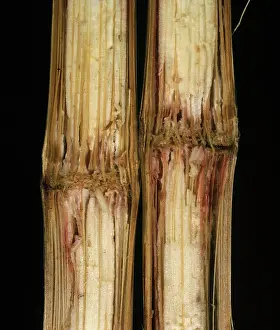 Mays: Corn Stalk rot