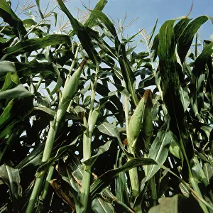 Grains: Corn Stalks