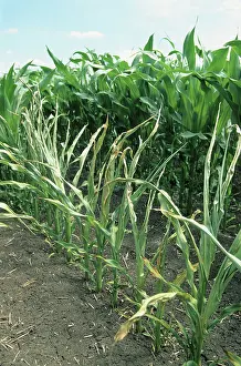 Gramineae: Corn transgenic resisting the glyphosate in the