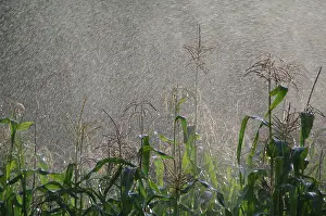 Irrigation: Corn being Watered