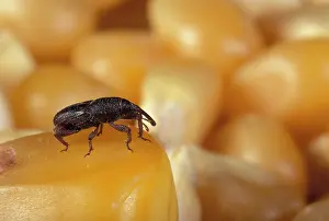 Sweetcorn: Corn Weevil