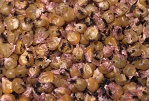 Sitophilus: Corn weevil - On corn grains