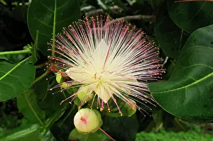 Racemosa: Cornbeefwood / Barringtonia Flower
