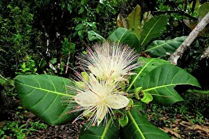 Racemosa: Cornbeefwood / Barringtonia Flower