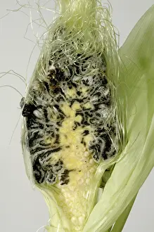 Sweetcorn: Corncob with black smutted grain