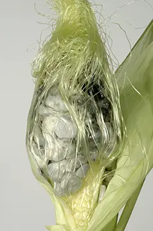 Sweetcorn: Corncob with black smutted grain