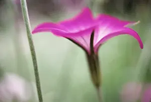 Cockle: Corncockle