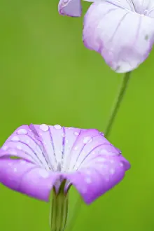 Raining: Corncockle