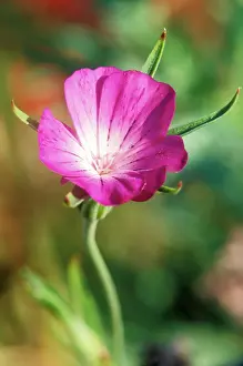 Githago: CORNCOCKLE - flower in close-up