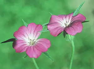 Corncockle: CORNCOCKLE - flowers in close-up