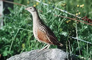 R T Smith: CORNCRAKE