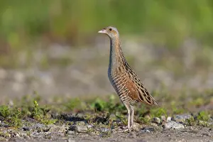 Sven-erik Arndt: Corncrake