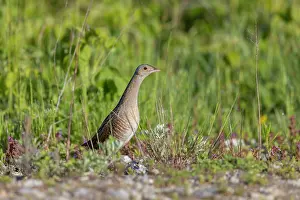 Sven-erik Arndt: Corncrake