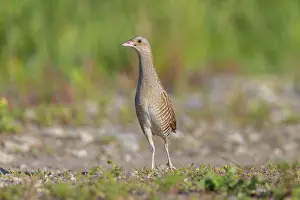 Sven-erik Arndt: Corncrake
