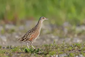 Sven-erik Arndt: Corncrake
