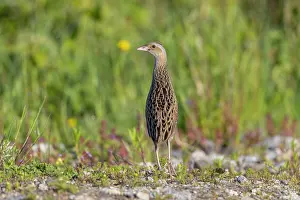 Sven-erik Arndt: Corncrake