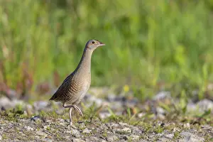 Sven-erik Arndt: Corncrake