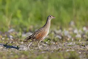 Sven-erik Arndt: Corncrake
