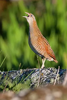 Corncrake: Corncrake - adult male calling in the early morning