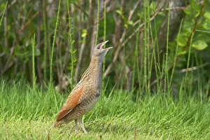 Communicatioin: Corncrake - Calling