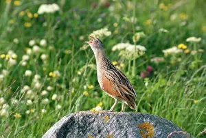 R T Smith: Corncrake calling