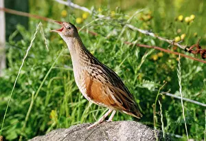 R T Smith: CORNCRAKE - CALLING