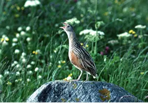 R T Smith: CORNCRAKE - calling