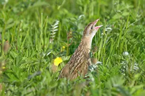 Machair: Corncrake - calling - in the machair