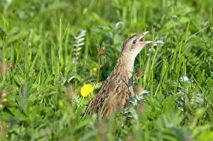 Machair: Corncrake - calling - in the machair
