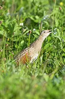 Machair: Corncrake - calling - in the machair