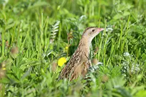 Corncrake: Corncrake - head showing amongst thick vegetation