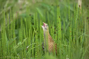 Corncrake: Corncrake - Male calling