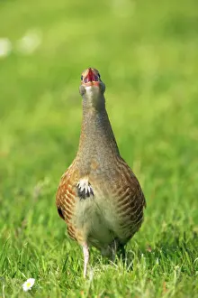 Corncrake: Corncrake - Male calling