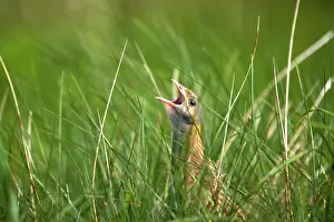 Corncrake: Corncrake - Male calling