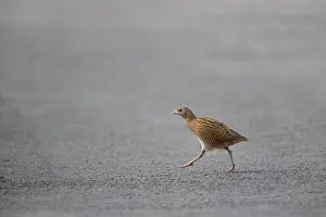 Corncrake: Corncrake - Male crossing road