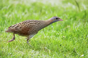 Corncrake: Corncrake - Moving across open ground