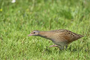 Corncrake: Corncrake - Moving across open ground