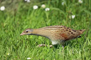 Corncrake: Corncrake - Moving across open ground