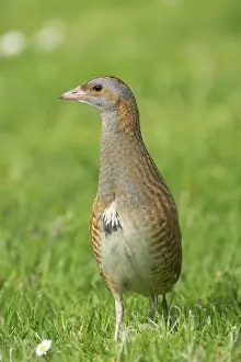 Corncrake: Corncrake - On open ground