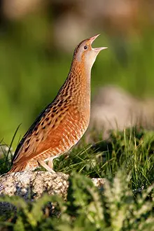 Corncrake: Corncrake - Single adult male calling in the early morning