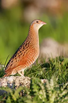 Corncrake: Corncrake - Single adult male standing on rock