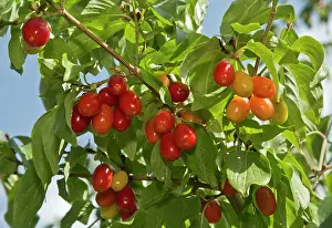 Ready: Cornelian Cherries ripe & ready to pick Turkey