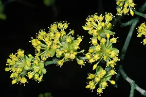 Cornus: Cornelian Cherry