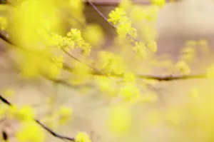 Cornus: Corneliancherrydogwood