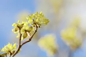 Cornus: Corneliancherrydogwood